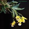 Encyclia citrina x mariae.
